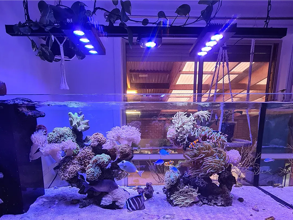 Creating a Healthy Aquarium: Common Mistakes to Avoid