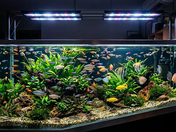 Fish Tank Therapy