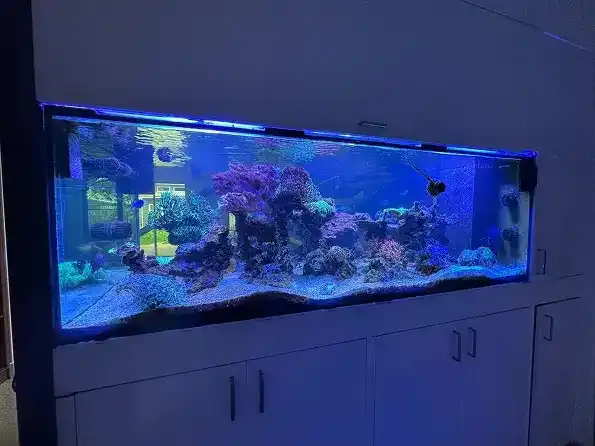 Beginner Friendly and Easy to Care Fish for Your First Aquarium