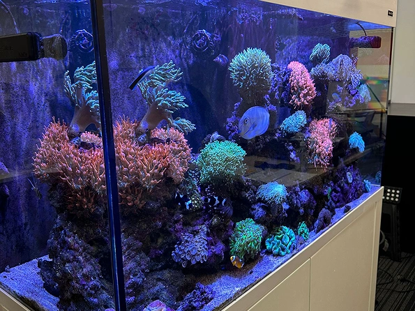 A Guide to Choosing the Right Filter for Your Aquarium