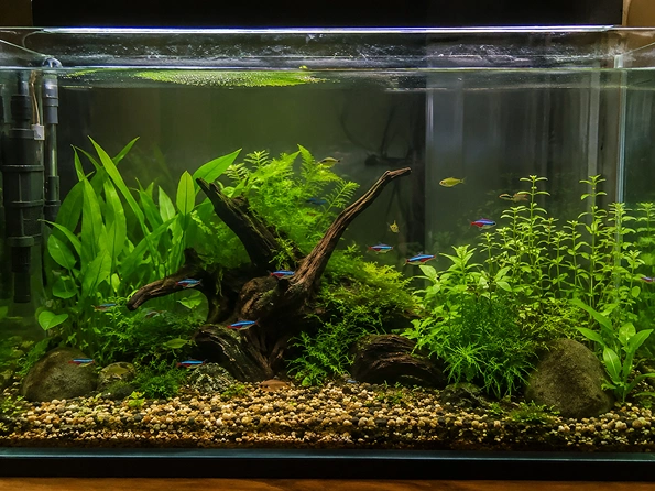 Freshwater Aquarium Basics for First-Time Fish Keepers