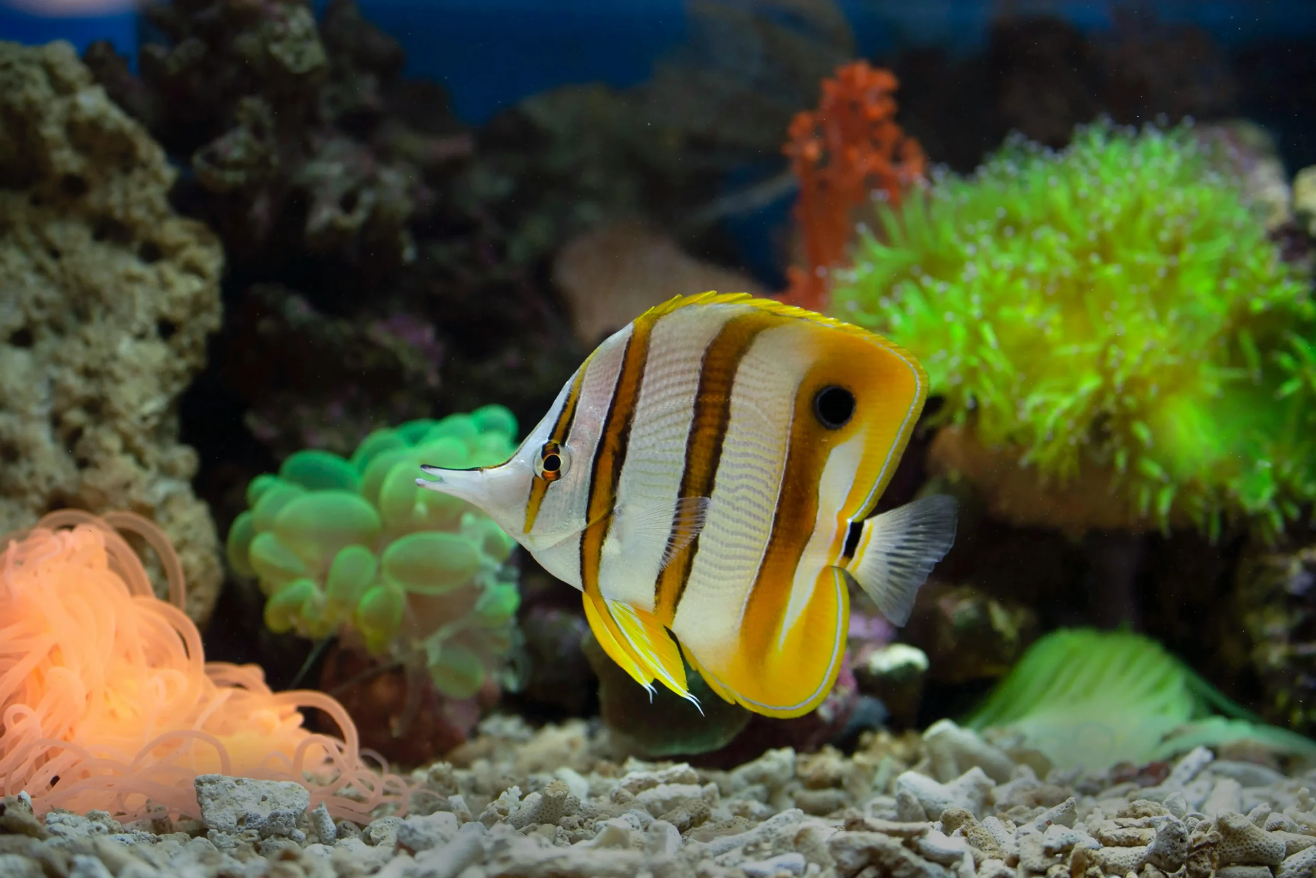 Saltwater Aquarium Basics