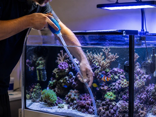Weekly vs Monthly Aquarium Maintenance: Which Schedule Makes More Sense?