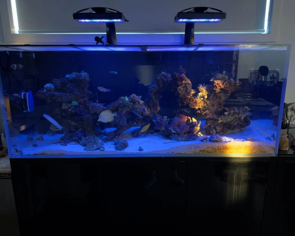 When the morning sun hits the reef 🪸☀️...#aquarium #fish #fishtank #aquascape #aquariumhobby #r (4)