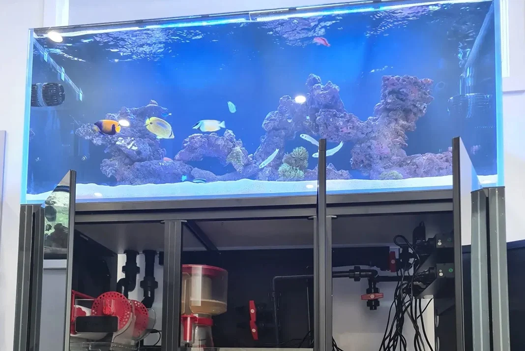 Seasonal Aquarium Care: What Changes Between Melbourne’s Summer and Winter?