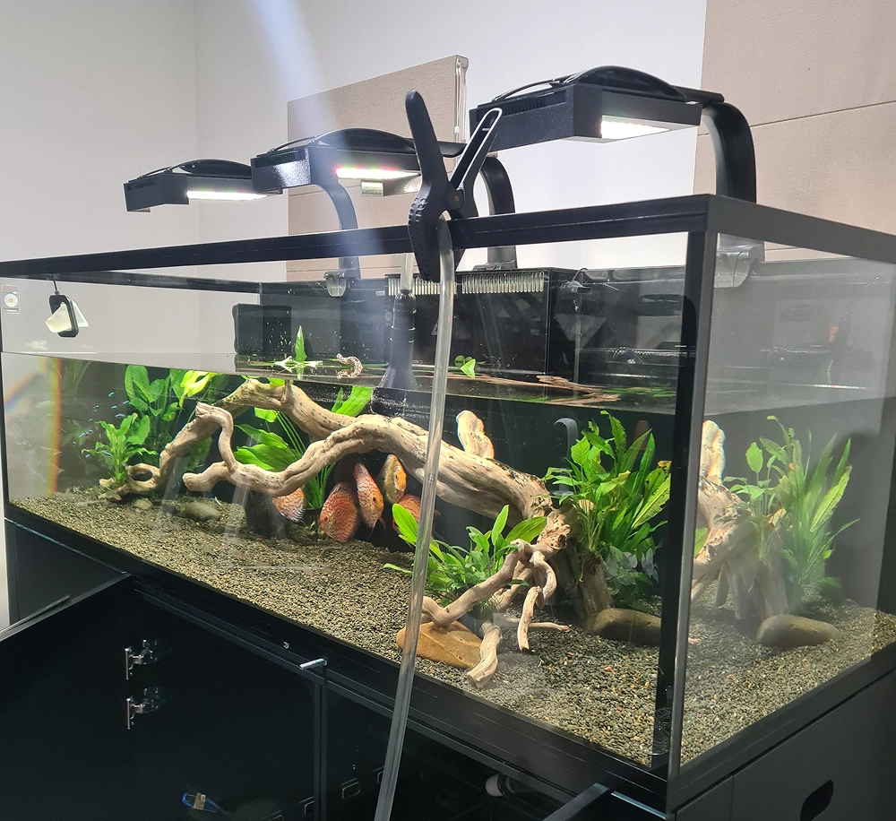 Aquarium Cycling Explained: Why It’s Essential Before Adding Fish